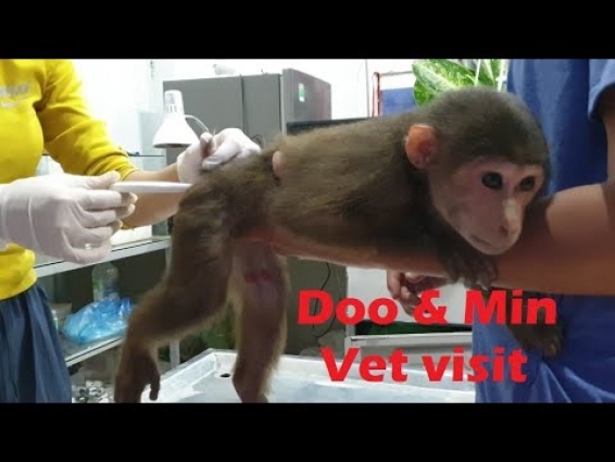 Monkey Doo And Cat Min Go To Vet