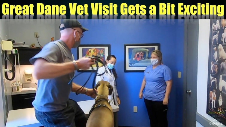 Great Dane's Vet Visit Gets a Bit Exciting!