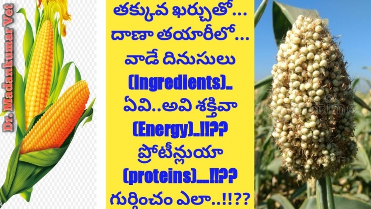 Low cost Concentrate Feed Ingredients in Telugu | Dr. Madankumar Vet