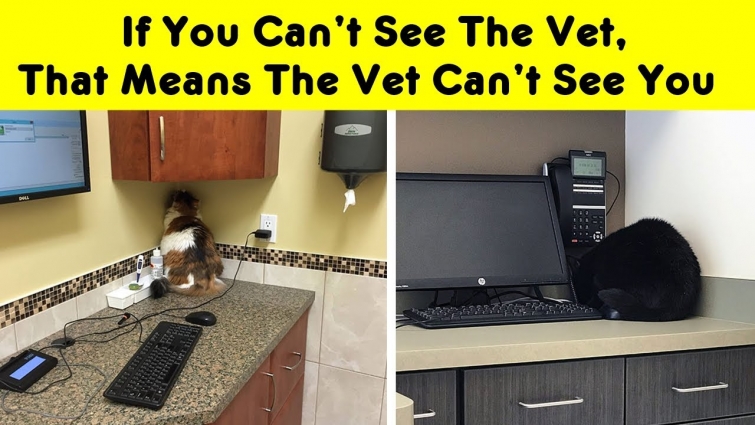 Hiding Spots That Funny Cats Have Found While Avoiding The Dreaded Vet
