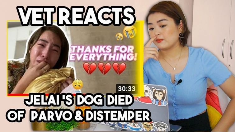 Vet Student reacts to Chicken (@Jelai AndresDog) + PARVO and DISTEMPER FAQs