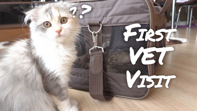 FUNNY CAT TRIES TO ESCAPE FROM THE VET! | FUNNY CAT VIDEO | CAT REACTION COMPILATION| TheMingmingCo.