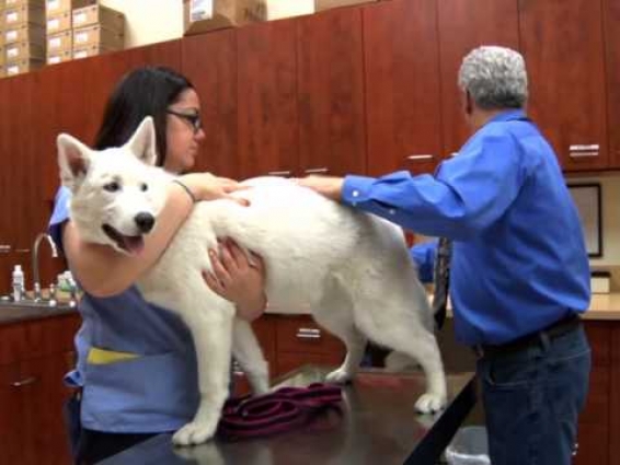 Bronx Veterinary Center, Animal Care, Bronx, NY