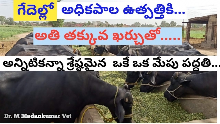 Low Cost and the Best Feeding Method in Buffalo Farming Telugu | Dr. Madankumar Vet