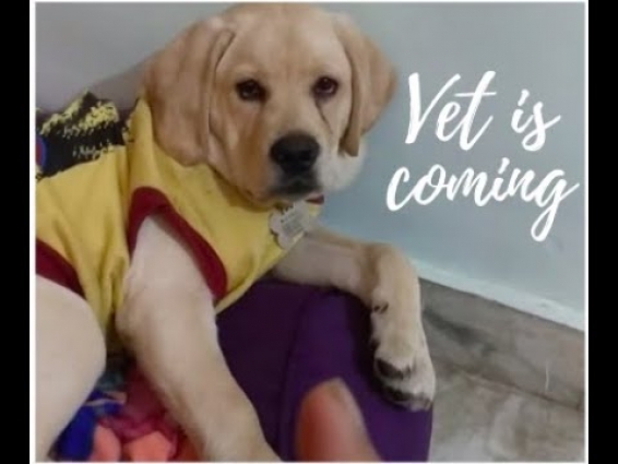 Labrador puppy avoiding vet.