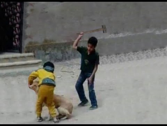 Cruel teenagers abused poor puppy with sledgehammer in front of people ! Heartbreaking Moment !