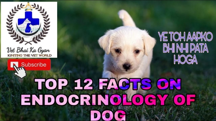 TOP 12 FACTS ON ENDOCRINOLOGY OF DOG