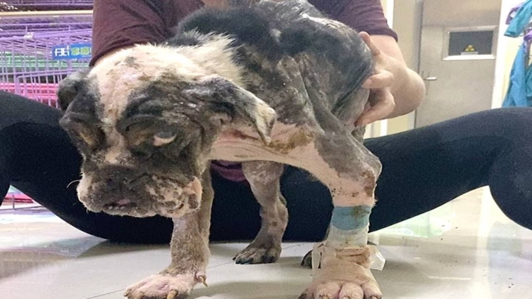 Rescued from a dog meat truck, she then spent years in local shelter without proper food or vet care