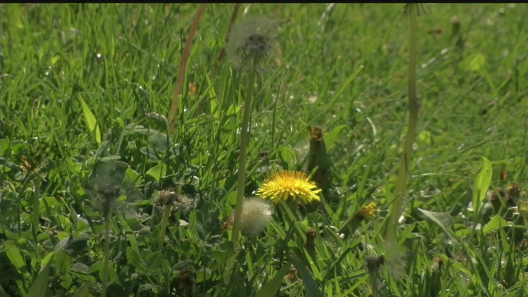Veterinarian reveals most toxic lawn chemical for pets