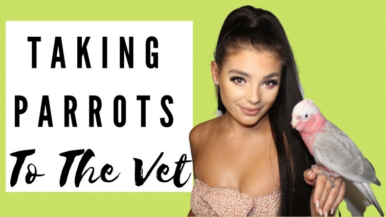 TAKING PARROTS TO THE VET & STORYTIME