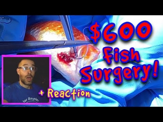 $600 Fish Surgery + Reaction Video
