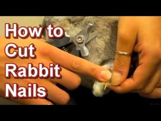 How to Cut Rabbit Nails – Tai Wai Small Animal & Exotic Veterinary Hospital