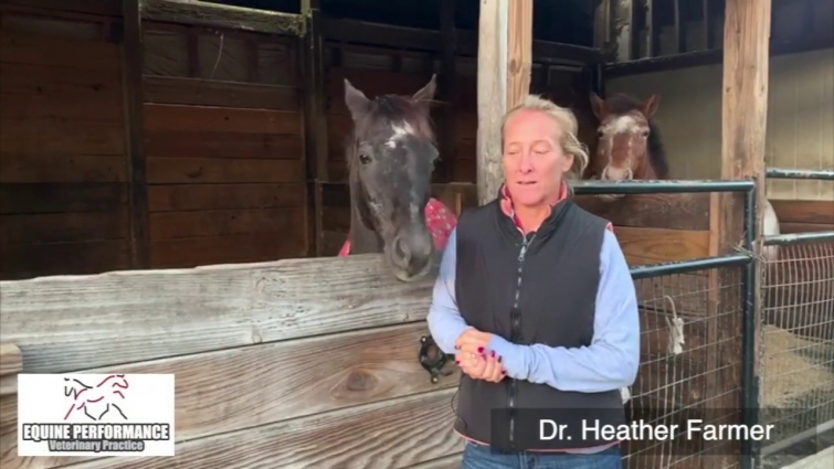 A Veterinarian's Discovery