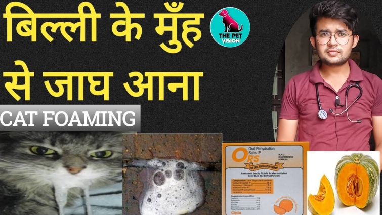 Cat foaming/reason behind it/ home remedies to treat it/by Sahil Malik (vet.)/THE PET VISION /#TPV#.