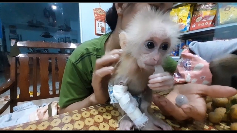 Rescue Baby Monkey-Mom and Moon take care of Poor baby Monkey after Rescued in Veterinary Hospital