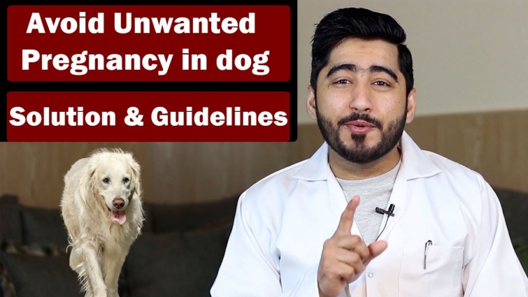 How to Avoid Pregnancy In Dogs | Simple Methods Permanent & Non-Permanent | Vet Furqan Younas