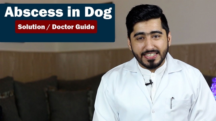 Pus in dog | How to Drain Pus? | Vet Furqan Younas