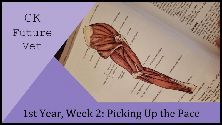 1st Year, Week 2: Picking Up the Pace – CK Future Vet