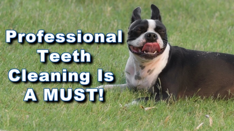 BEFORE You Get Your Boston Terriers Teeth Cleaned WATCH THIS!