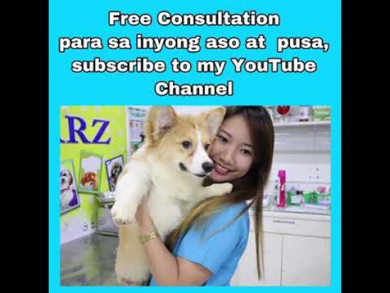 FREE ONLINE CONSULTATION ON YOUR DOGS AND CATS || DOC MJ VETERINARIAN
