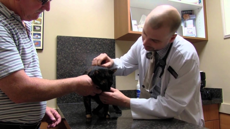 Pet Care Veterinary Hospital, Virginia Beach, VA