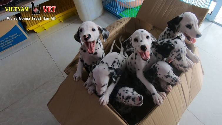 Cutest baby puppies think me as their dad – The most kind of funny dog