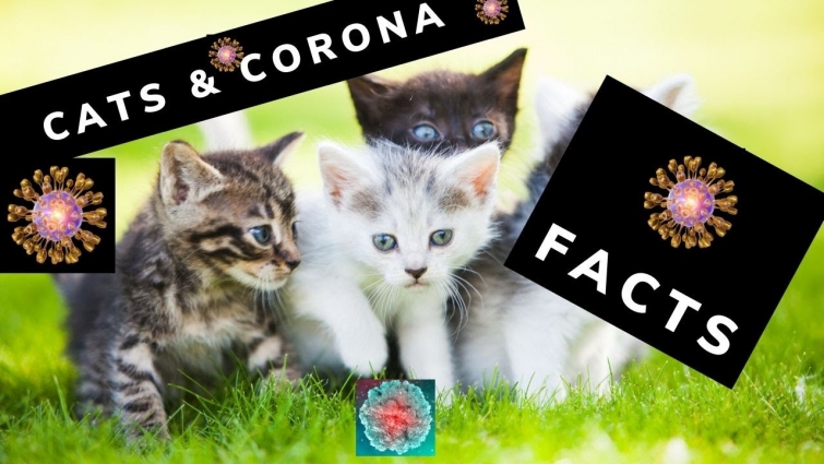 Coronavirus In Cats | Veterinarian Reports