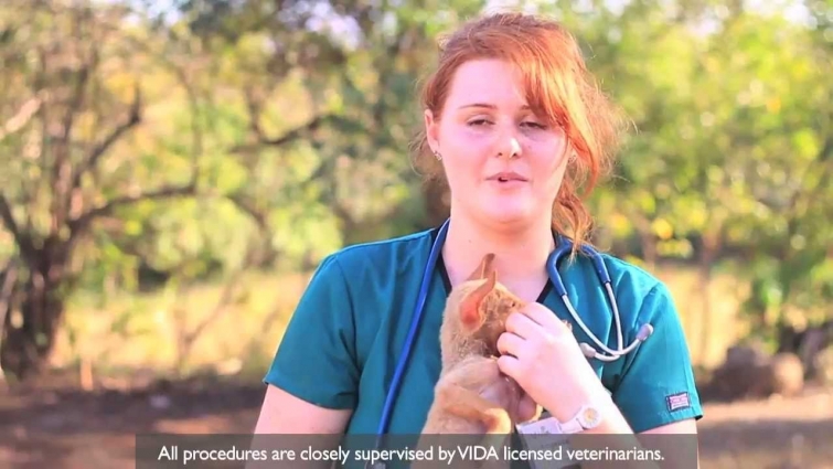 Vida Veterinary Program