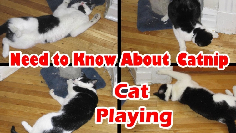 All About Cat Catnip | Health Benefits || Vet Furqan Younas