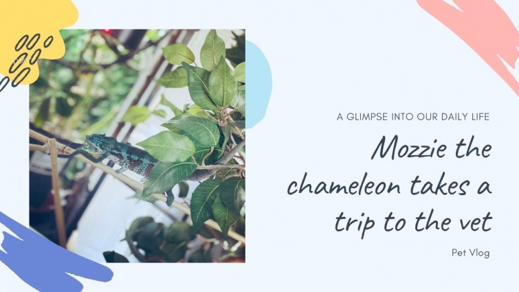 PET VLOG/Chameleon Vet Visit