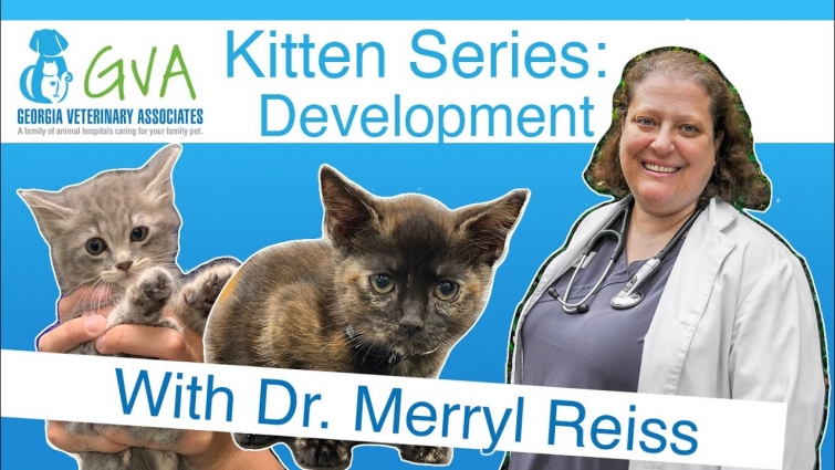Kitten Development by Georgia Veterinary Associates