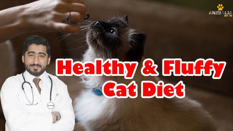 Homemade – Balanced Cat Food | Healthy Cat Food || Vet Furqan Younas