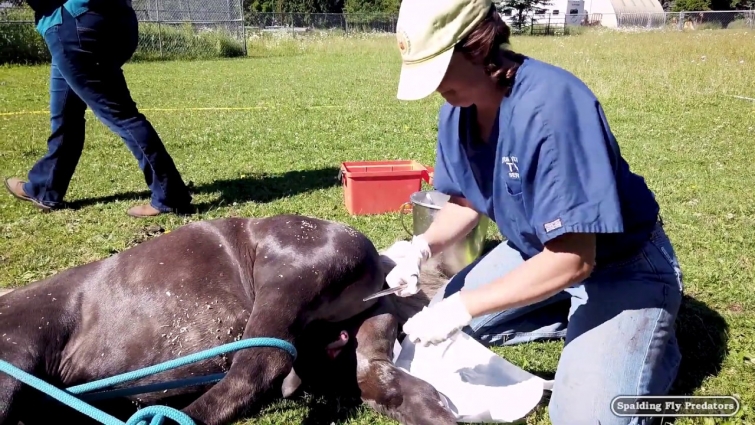 Equine Veterinarian Dr. Jenni Does A Complete Castration of a Miniature Horse