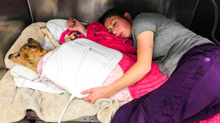 Veterinarian crawls into kennel to sleep with dog who got hurt in fire