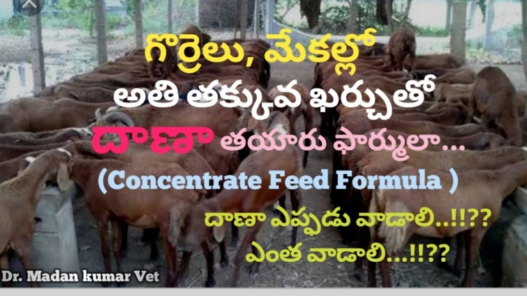 Low Cost Concentrate Feed Formula for Sheep and Goat in Telugu | Dr. Madankumar Vet.