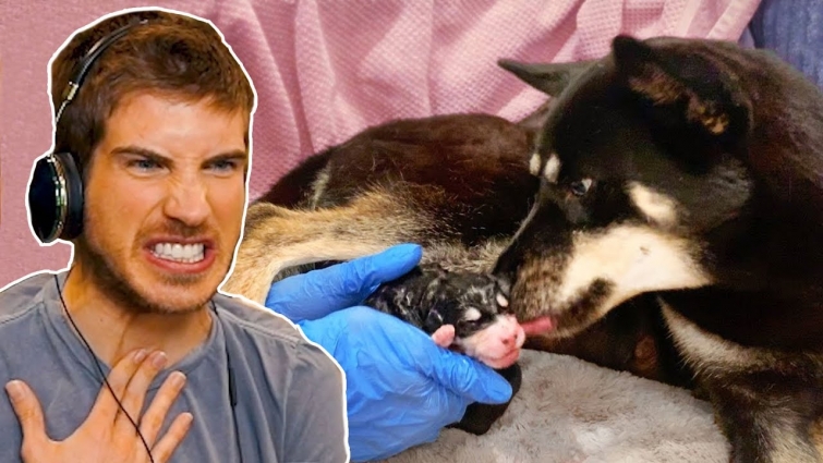 Reacting to My Pregnant Dog Giving Birth 1 Year Later!