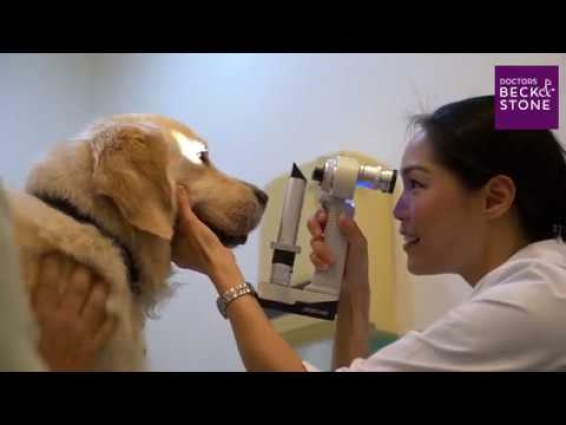 What's your pet story? Doctors Beck & Stone Veterinary Clinics Singapore
