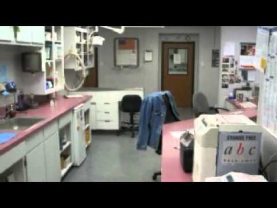 Critical Aspects For Small Animal Veterinarian Denton Tx – The Facts