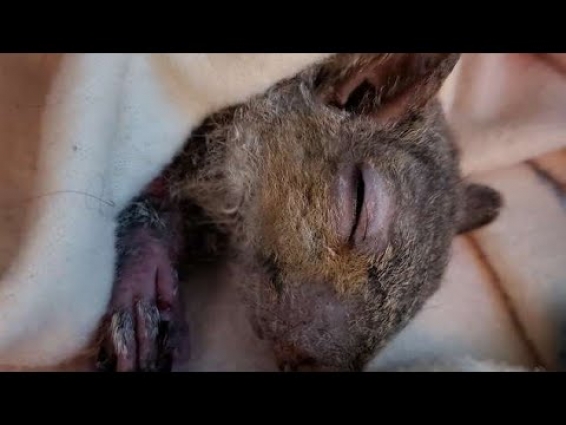 The Heart Breaking Moment This Vet Saw A Frozen Squirrel Nearing Death