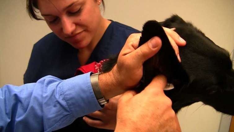 Cleaning a Dog's Ear