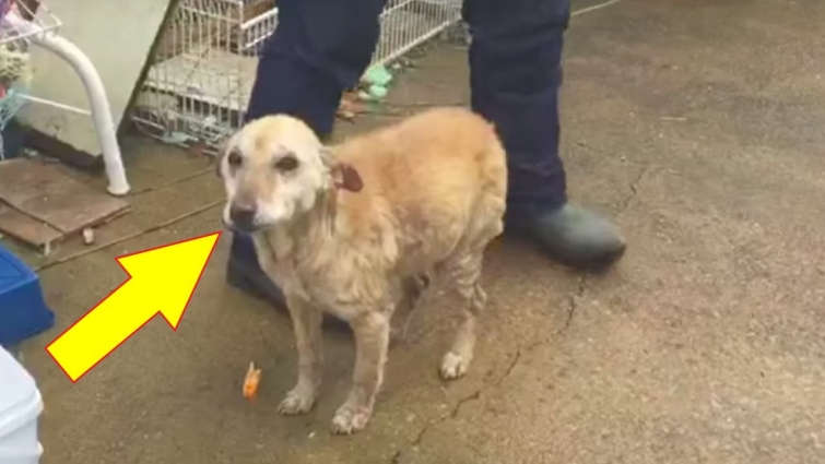 This Dog Was Left To Die At A Vets, But Then They Realized What He Needed To Pull Through