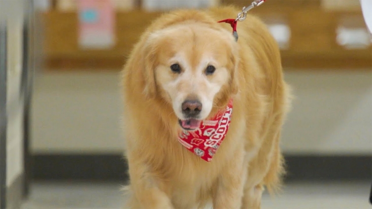 Scout's journey