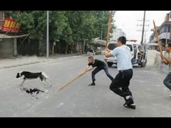 Cruel peasants abused MOTHER dog and PUPPIES with sticks ! Everyone Just Watched !