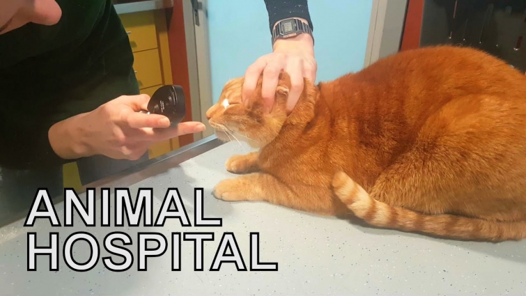 Alvi cat : visit to the animal hospital… and afterwards