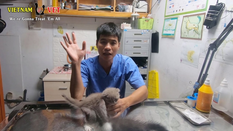 A Day of A Veterinarian – What a Vet do everyday for pets