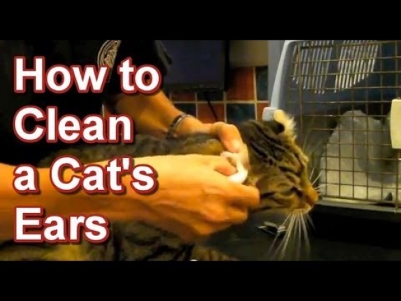How to Clean a Cat's Ears – Tai Wai Small Animal & Exotic Veterinary Hospital