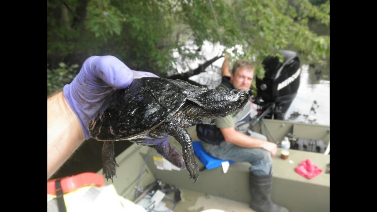 Turtles vs. Oil – Great Lakes Now – 1017 – Segment 2