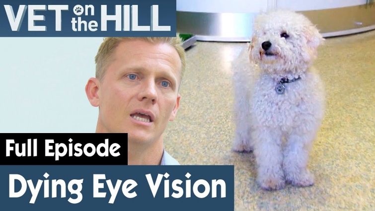 🐶 Dogs With Progressive Retinal Atrophy | FULL EPISODE | S02E20 | Vet On The Hill