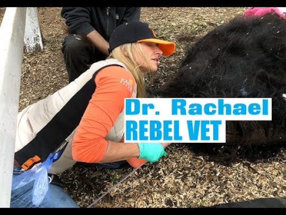 Rebel Vet Episode 24 'Yakety Yak'