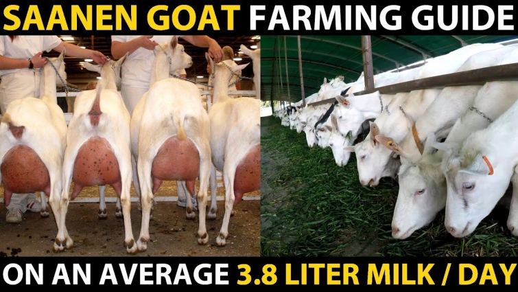 SAANEN GOAT BREED | Saanen Goat Farming Guide | Highest Milk Producing Goat Breed | Best Dairy Goat